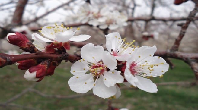 خلق رویایی شگفت‌انگیز در بهاری تازه